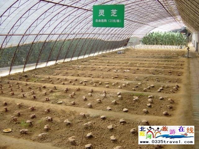 北戴河集發(fā)生態(tài)觀光園