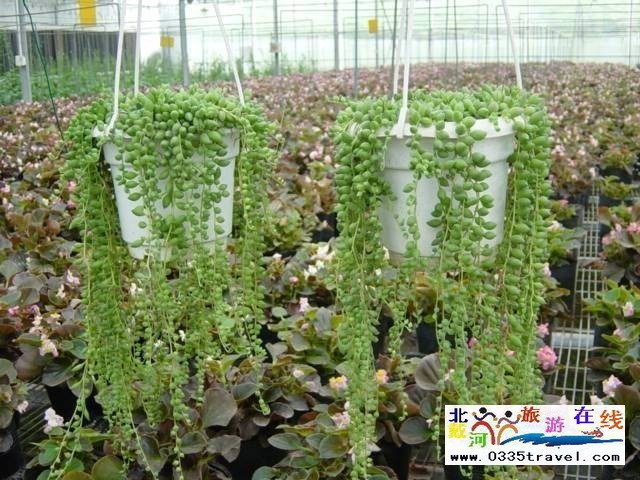 北戴河集發(fā)生態(tài)觀光園