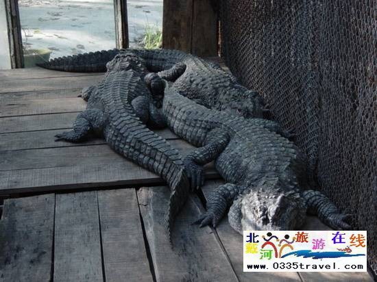 秦皇島野生動(dòng)物園