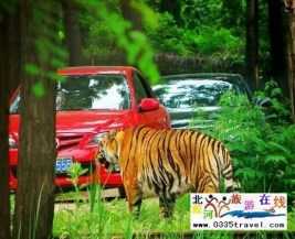 [秦皇島] 秦皇島野生動(dòng)物園景點(diǎn)門(mén)票優(yōu)惠88元起團(tuán)，一人也成團(tuán)，團(tuán)隊(duì)更優(yōu)惠，咨詢(xún)電話(huà)0335-3522599: